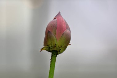 Parlak tatlı nilüfer tomurcuk