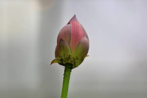Helle Süßwasserlilie Knospe — Stockfoto