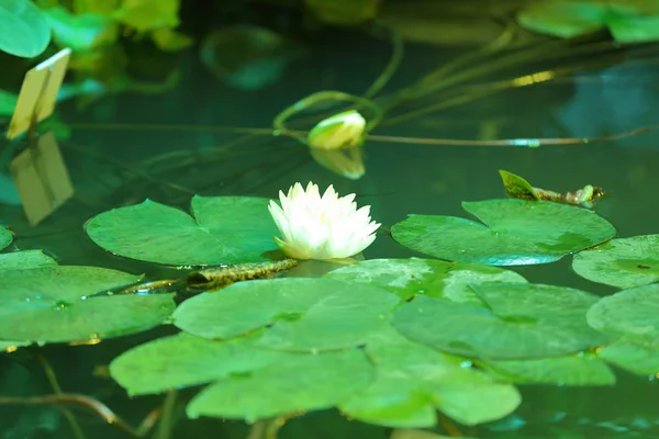밝은 신선한 물 백합 꽃 봉오리 — 스톡 사진