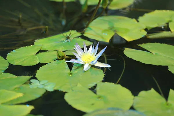 Bright fresh water lily bud — Stock Photo, Image