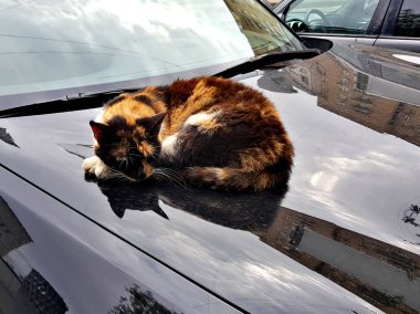Kedi parlak araba kaputu üzerinde uyuyor