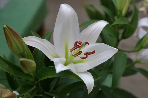 Flor de verão brilhante de um lírio bonito — Fotografia de Stock