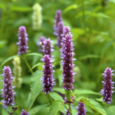 Mor rezene parlak yaz çiçek