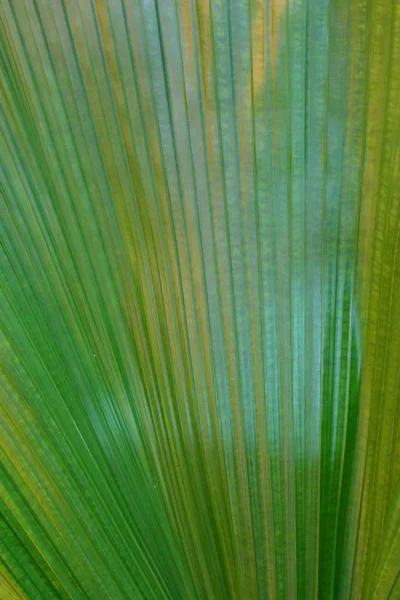 Foglia succosa spessa di una grande pianta verde — Foto Stock