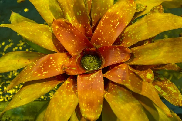 Bright grassy perennial Spiranthes Cernua — Stock Photo, Image