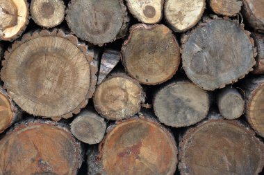 Arka bahçede kuru biçilmiş ahşap