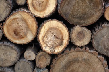 Arka bahçede kuru biçilmiş ahşap