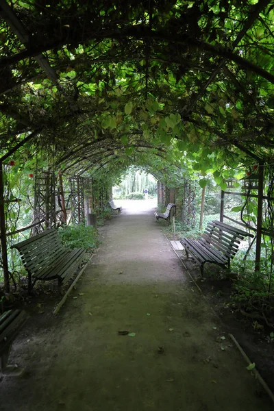 Дикий виноградний тунель у міському парку — стокове фото