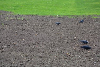 Yeşil çim ve ekili kırsal alan