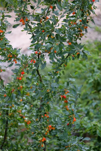 Cuajo. Pequeños frutos brillantes del manzano en las ramas —  Fotos de Stock