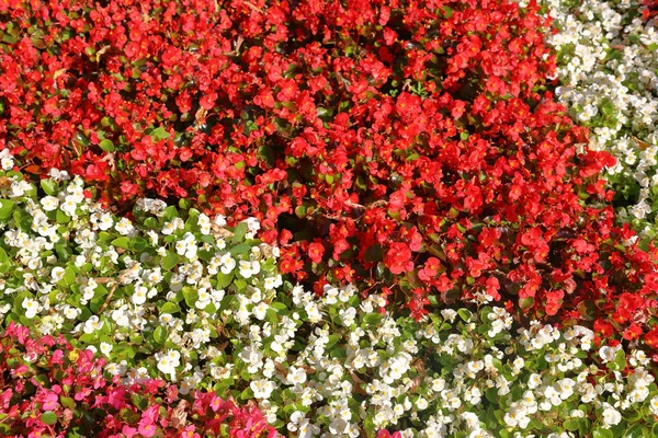 庭のベッドの明るい夏の開花植物 — ストック写真