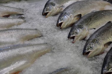 Mağaza rafında buz ile taze yakalanmış balık