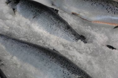 Mağaza rafında buz ile taze yakalanmış balık