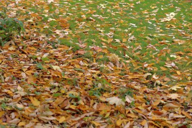 Parlak sarı sonbahar yaprakları yere