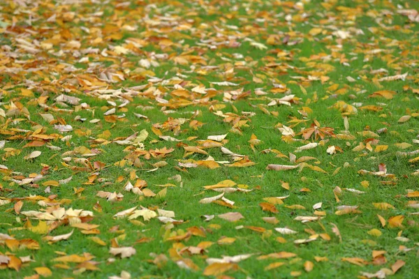 Heldere gele bladeren van de herfst op de grond — Stockfoto