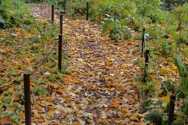 Яскраво-жовте осіннє листя на землі — стокове фото