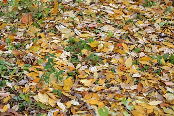 Heldere gele bladeren van de herfst op de grond — Stockfoto