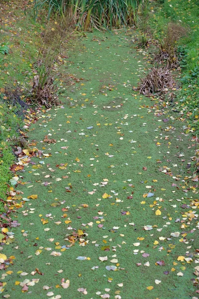 Leuchtend gelbe Herbstblätter auf dem Boden — Stockfoto