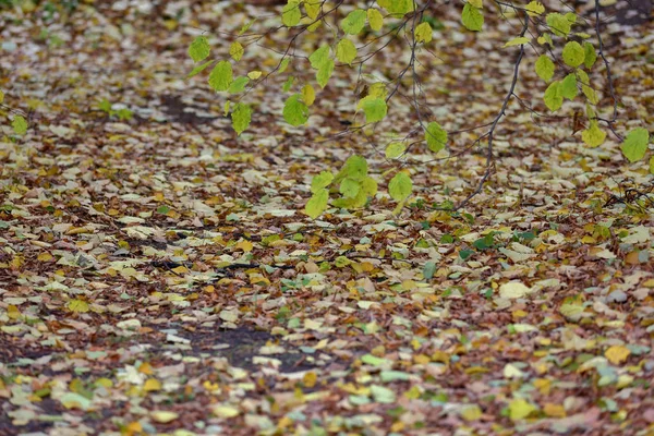 Luminose foglie autunnali gialle a terra — Foto Stock