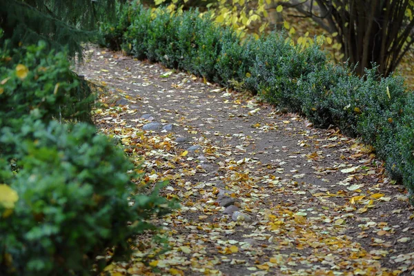 Bright yellow autumn leaves on the ground — Stock Photo, Image