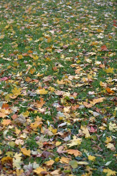 Heldere gele bladeren van de herfst op de grond — Stockfoto