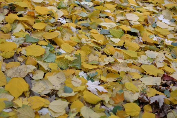 Luminose foglie autunnali gialle a terra — Foto Stock