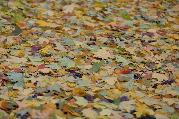 Parlak sarı sonbahar yaprakları yere