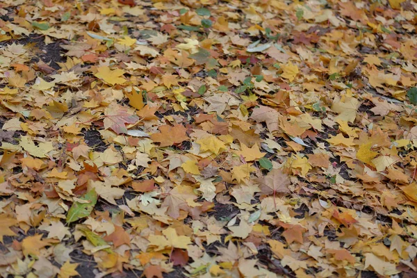 Parlak sarı sonbahar yaprakları yere