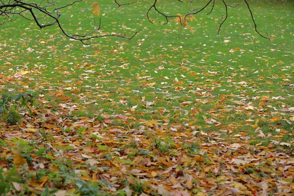 Heldere gele bladeren van de herfst op de grond — Stockfoto