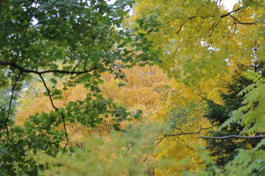 Parlak yapraklı sonbahar yapraklı ağacı