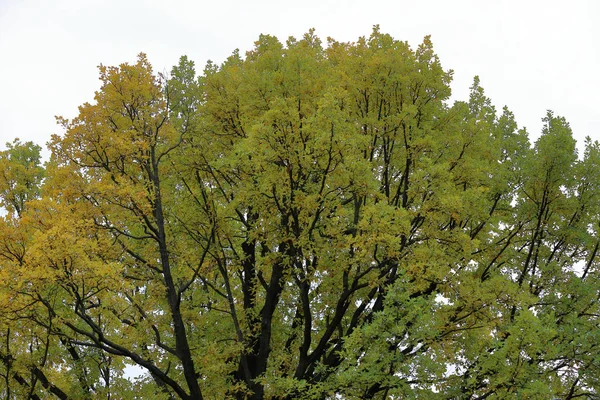 Albero caducifoglie autunnale con fogliame brillante — Foto Stock