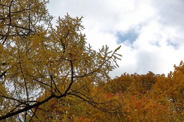 Arbre à feuilles caduques d'automne au feuillage brillant — Photo