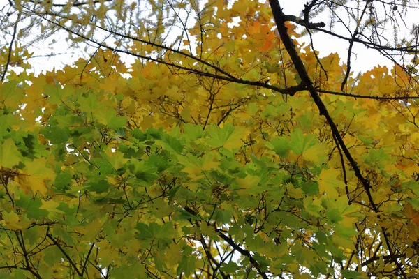 Arbre à feuilles caduques d'automne au feuillage brillant — Photo