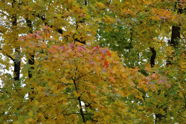 Arbre à feuilles caduques d'automne au feuillage brillant — Photo