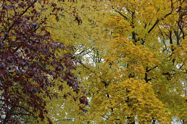 Arbre à feuilles caduques d'automne au feuillage brillant — Photo