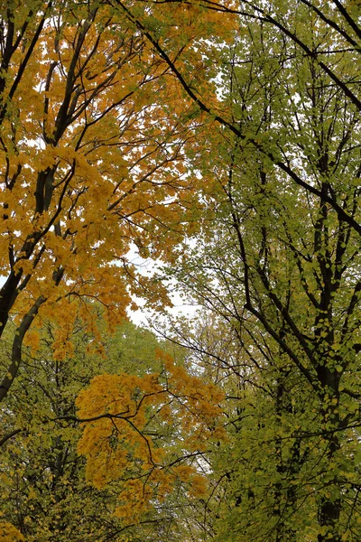 Autumn deciduous tree with bright foliage — Stock Photo, Image