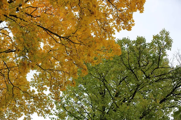 Arbre à feuilles caduques d'automne au feuillage brillant — Photo