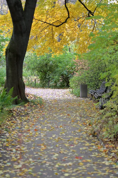 Autumn deciduous tree with bright foliage — Stock Photo, Image