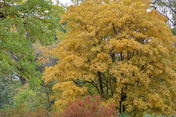 Осеннее лиственное дерево с яркой листвой — стоковое фото