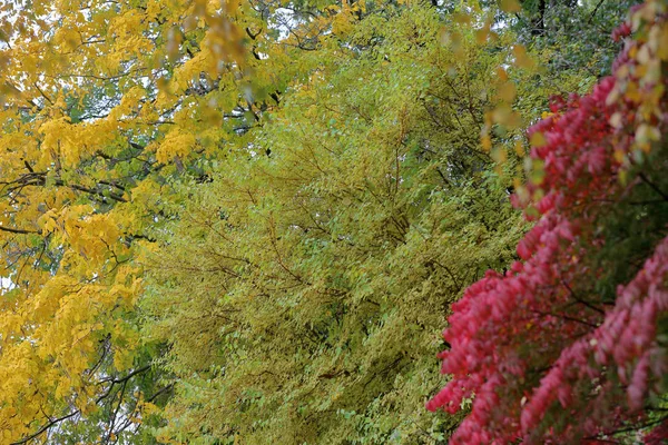 Laubbaum im Herbst mit hellem Laub — Stockfoto