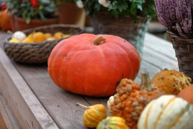 Doğal olağandışı sonbahar balkabağı meyvesi