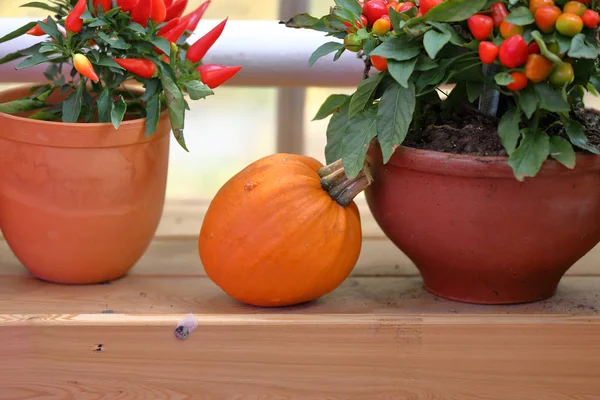 Natural inusual fruta de calabaza de otoño — Foto de Stock