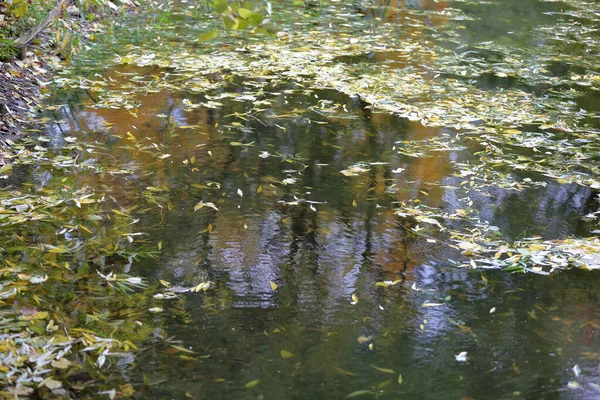 Κίτρινα φθινοπωρινά φύλλα σε μια μικρή λίμνη — Φωτογραφία Αρχείου