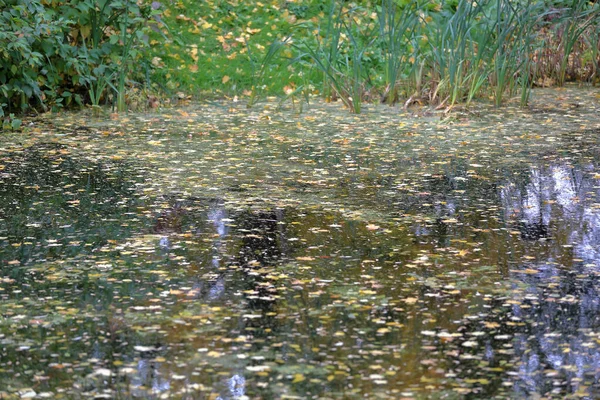 Yellow autumn leaves in a small pond — Stock Photo, Image