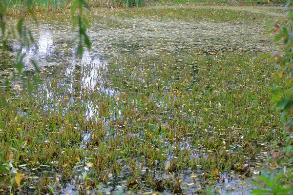 Gelbe Herbstblätter in einem kleinen Teich — Stockfoto