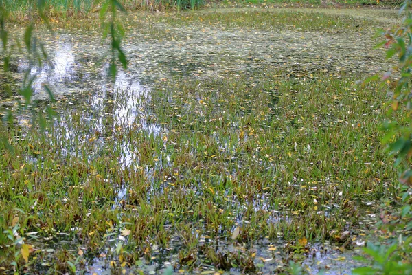 Folhas de outono amarelas em uma pequena lagoa — Fotografia de Stock