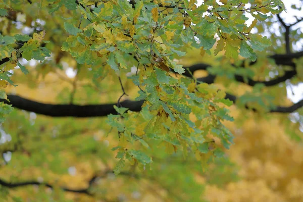 Осенняя ветвь дерева с яркой листвой — стоковое фото