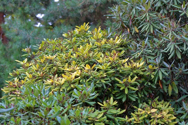 Rama de árbol de otoño con follaje brillante —  Fotos de Stock