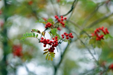 Bir dalda parlak sonbahar kızılcık üzümü