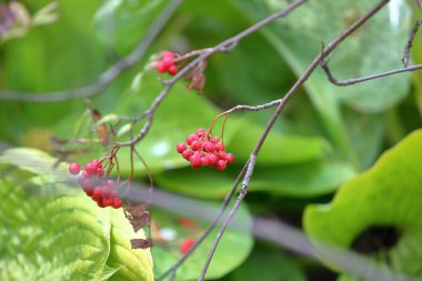 Bir dalda parlak sonbahar kızılcık üzümü